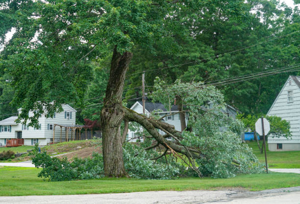 Trusted New Castle Northwest, PA Tree Service Experts